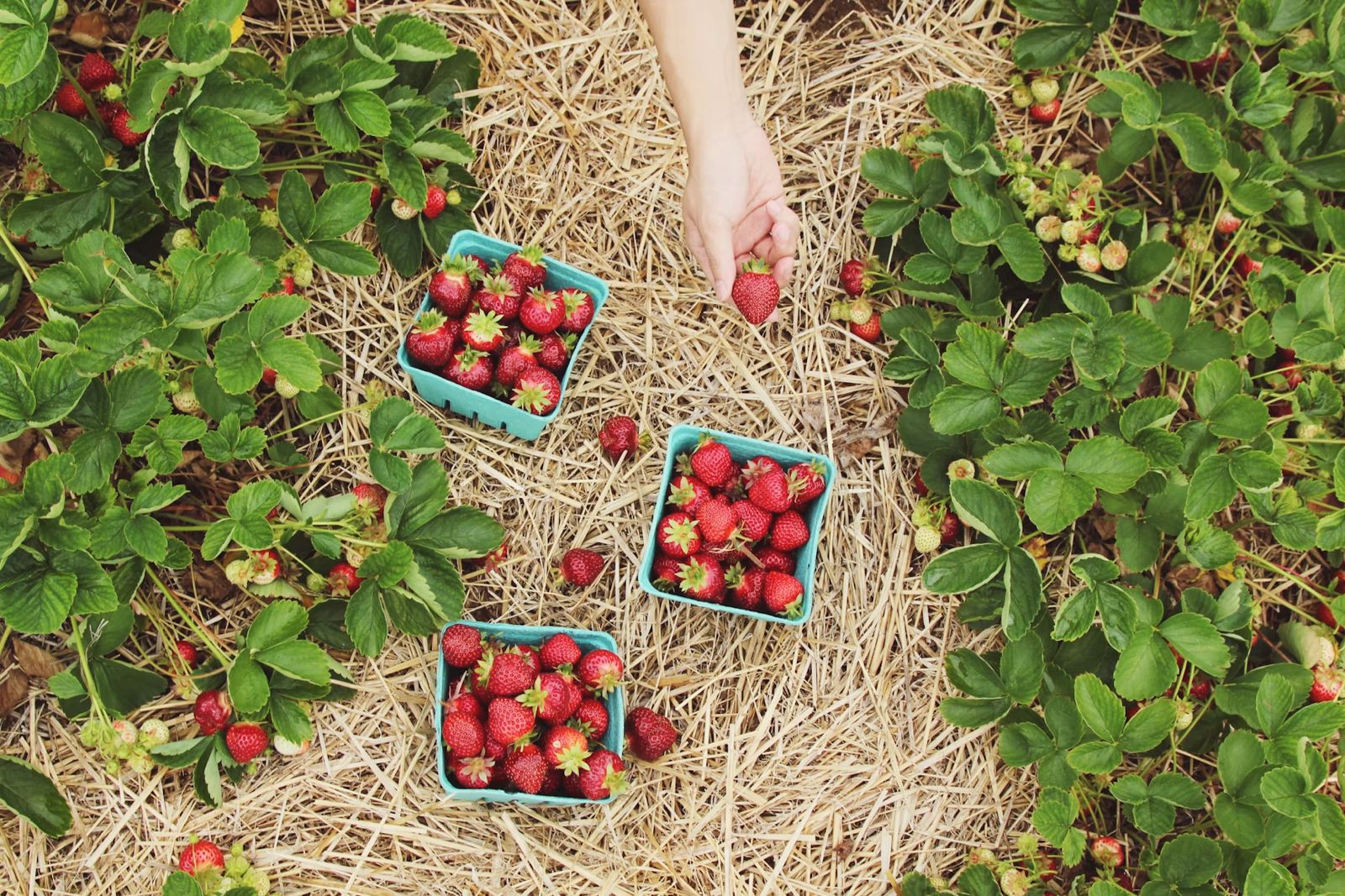 Fruit Picking & Seasonal Agriculture